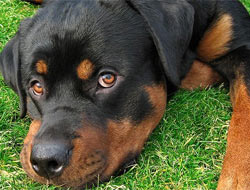 10 yavru köpeği canlı yakmaya çalıştılar