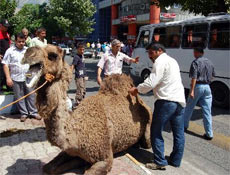 Deveyi kimse yerinden oynatamadı